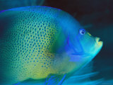 An Angelfish Cruises Fijis Waters