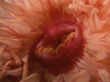 A Close View of the Mouth of a Northern Red Sea Anemone