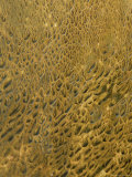 Algae and Bacteria in Thermal Runoff Near Hotsprings