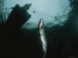 A Fisherman in a Curragh Retrieves an Atlantic Salmon  His Only Catch