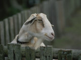 Close View of a Goat Looking over a Wooden Fence