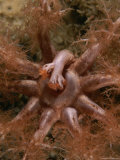 A Sea Cucumber Passes Food Caught in its Tentacles into its Mouth