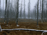 Snow Lightly Coats Dead Trees in a Burnt Forest
