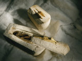 Tiny Limestone Coffins Topped with Golden Shrews  from Abydos