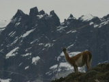 Guanaco (Lama Guanacoe)