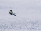 A Lone Pine Tree Casts a Shadow on a Snow Field