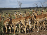 A Group of Impalas (Aepyceros Melampus) Survey Their Surroundings