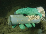 Underwater View of a US Navy Flashlight Held Within a Divers Glove