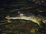 An Endangered Phillipine Crocodile Floats on the Surface of a Pond