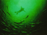 A Diver Descends into a Vortex of 50 000 Farmed Salmon to Check Nets