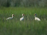 View of Ibises