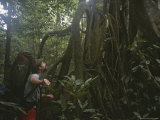A Man Examines a Giant Strangler Fig Tree in a Rain Forest