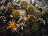 Green Sea Urchins  Chitons and a Starfish in a Tidal Pool