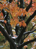 Fall Foliage of Maple Tree after an October Snowstorm