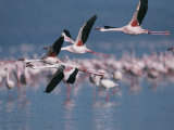 Greater Flamingos in Flight over Lake Nakuru