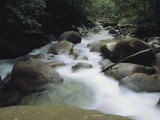 Water Rushes over a Boulder-Strewn Woodland Creek Bed