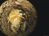 A Brood X  17-Year Cicada Nymph Emerging from its Hole