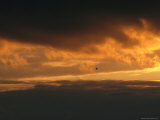 A Silhouetted Great Blue Heron Flies Above the Endless Mountains