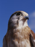 A Close View of the Head and Shoulders of an Australian Kestrel
