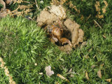 A Brood X  17-Year Cicada Nymph Emerging from its Hole