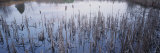 Cattails Die Back on the Edge of a Small Lake