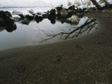 Fox Tracks in Volcanic Sand on the Edge of a Hot Spring
