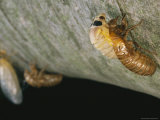 Brood X  17-Year Cicadas Emerge from Their Nymphal Exoskeletons
