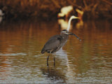 A Great Blue Heron Eats a Fish