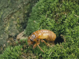 A Brood X  17-Year Cicada Nymph Emerging from its Hole