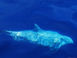 A Rare Rissos Dolphin Swimming Along the Continental Shelf