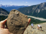 A Fossil Found in the Shale at Burgess Shale in Yoho National Park
