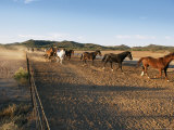 Horses Trot Along a Wire Fence on a Ranch
