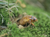 A Brood X  17-Year Cicada Nymph Emerging from its Hole