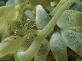 A Small Shrimp Hiding Among the Stinging Tentacles of a Sea Anemone