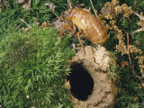 A Brood X  17-Year Cicada Nymph Emerging from its Hole