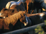 A Group of Horses in a Pen Awaiting Riders