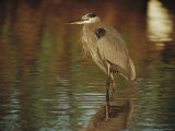 A Great Blue Heron Standing in Shallow Water