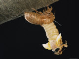 A Brood X  17-Year Cicada Emerges from its Nymphal Exoskeleton