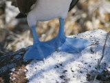 The Feet of a Blue Footed Booby Bird on Espanola Island