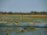 A Group of Red Lechwe Running Through a Flooded Grassland
