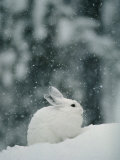 Snow Falls on a Snowshoe Hare in its Winter Coat