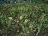 A Bunch of Opium Poppy Seedpods