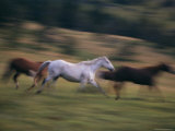 A Group of Running Horses on the 63 Ranch