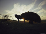 Silhouette of Horse-Drawn Hay Wagon at Sunset