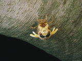 A Brood X  17-Year Cicada Emerges from its Nymphal Exoskeleton