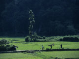 Farmers Between Rice Paddies  Yangdi Valley  Guilin  Guangxi  China