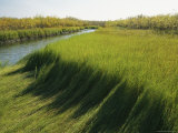 Wetlands of the Mackenzie River
