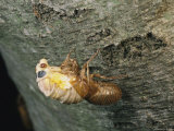 A Brood X  17-Year Cicada Emerges from its Nymphal Exoskeleton