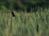 A Red-Wing Blackbird Perched on a Cattail