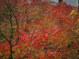 Brilliant Red Autumn Foliage